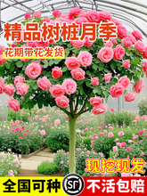 �������¼��ļ���������ͥԺ���⻨�@ֲ���ش���䘶�¼������l