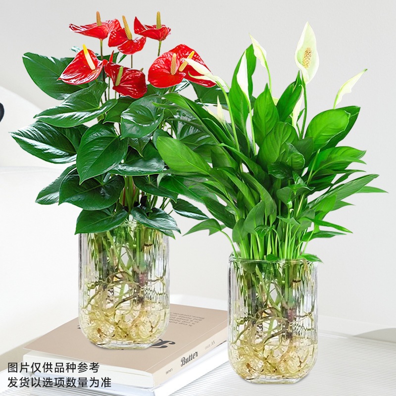 특급 안스리움 + 특급 화이트 팜 (U자형 유리병) + 영양액