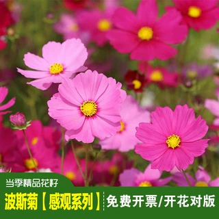 精品矮波斯菊种子白色矮杆格桑花盆栽春夏播阳台花园花海种植