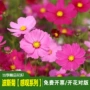 格桑花春夏盆栽种植种子