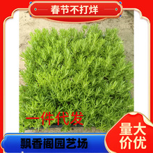 һ�����l���~��ײ��f�����픾G�������ͺ��ͺ��͟�ͥԺ�Nֲ