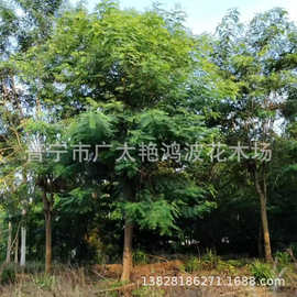 普宁揭阳铁刀木绿化苗花木园艺林木绿化工程厂区绿化树苗木容器苗