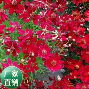 ���l�t��ѩ�շN�� ���U�t����Ŀ�� �pɫѩ�� ����ѩ��