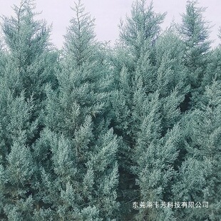 �{�������Դ����}�Q��ͥԺ���G��ľ�ɰؘ��ͺ��͟��^�p�{ɫֲ��