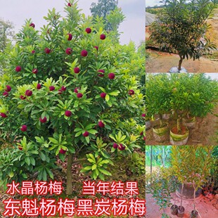 �޽Ӗ|����÷���̿��÷ˮ����÷�����ϱ������Ե��Ԯ���Y��