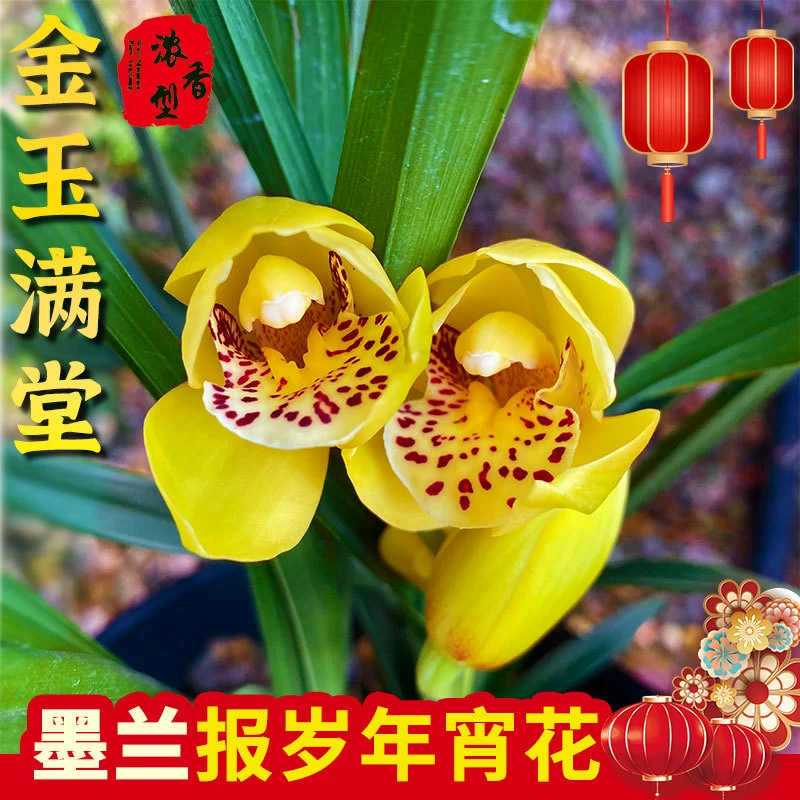 Орхидея с бутонами на доставку, напрямую с базы, ароматные новогодние цветы, комнатные зеленые растения, орхидеи в горшках.