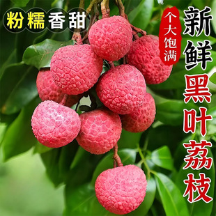 黑叶荔枝应季鲜果现摘福建产地直供果肉细致大果一件代发支持团购-阿里巴巴