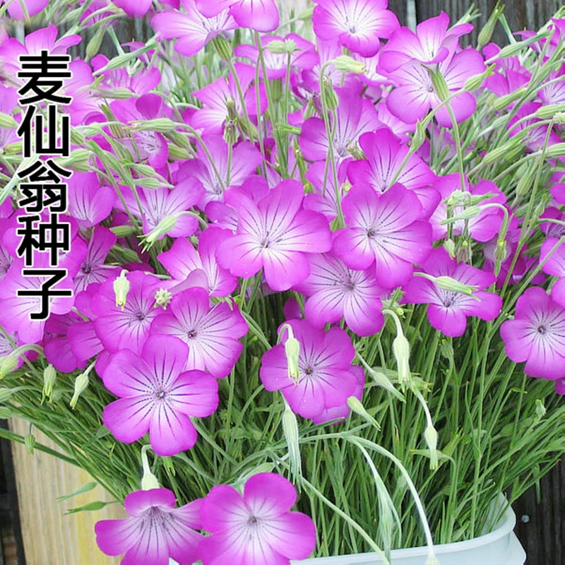 Maixianweng семена пшеницы яд трава период цветения долго четыре сезона посев клумба Цветок граница Двор Пейзаж цветок стороны дороги