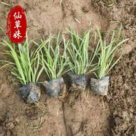 多芽金边麦冬草 耐寒耐旱 矮麦冬 玉龙草 细叶麦冬 金边麦冬基地