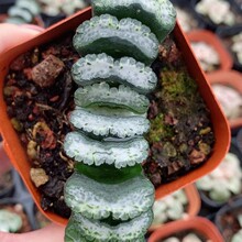 水立方玉扇日本绿植盆栽景观多肉植物大棚批发龙舌兰仙人球十二卷