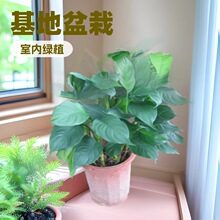 �������Ի������l�҃��^�~�Gֲ�S�����ȩ�V�|�f����A300��10����