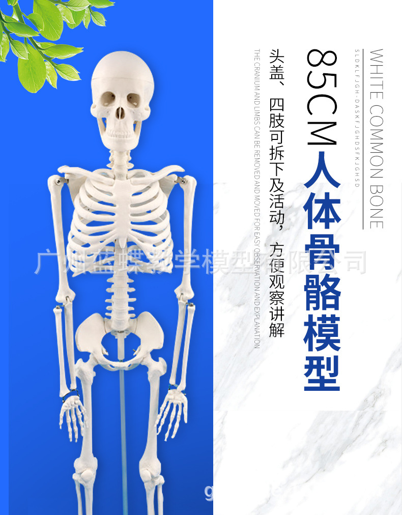 医学标准人体骨骼模型 骨架教学模型 85cm骨架 关节模型 正骨模型-阿里巴巴