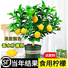 香水柠檬树苗水果盆栽可食用浓香驱蚊好养阳台四季花卉室内绿植物