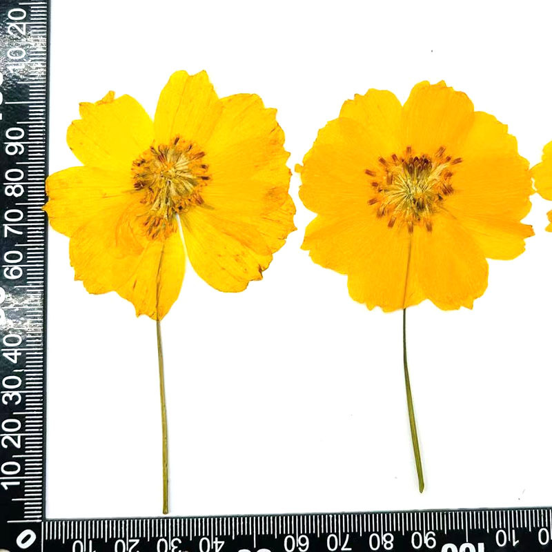 가지가 있는 노란 황화국화