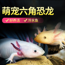 六角恐龙鱼易养宠物美西螈蝾螈金鱼活鱼小龙鱼宠物冷水观赏网红鱼