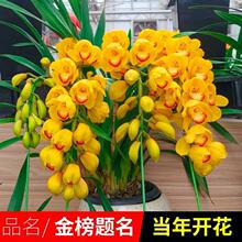 兰花盆栽四季大花蕙兰花卉浓香型开花室内客厅绿植建兰耐寒绿植物