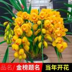 兰花盆栽四季大花蕙兰花卉浓香型开花室内客厅绿植建兰耐寒绿植物