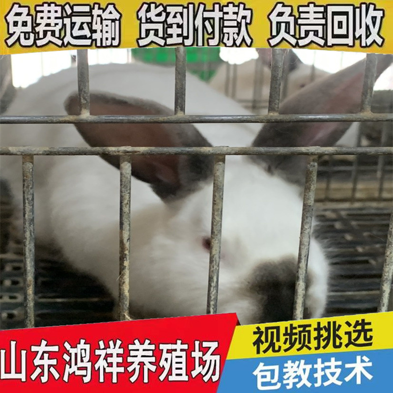 49f3e03ce292407d8ee5c28c17dd0f