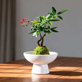 中温陶瓷花盆白色托盘文竹盆景石斛兰蕨类苔藓球无孔花盆批发定制