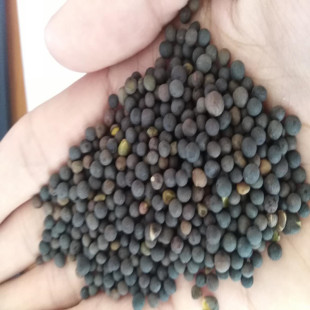 ���lë�~���ӷN�� �L�që�㶹���~�ϻ���N�� �G����ϷN��