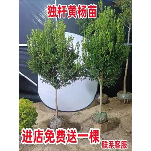 һ�����l���U�S�����e��ͥԺ�����辰�ͺ��ļ�����G����С�~��