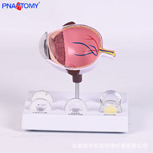 ��������ģ�;�״����ǲ������ҽ���ۿƽ�ѧҽ����ͨʵѵ�̾�