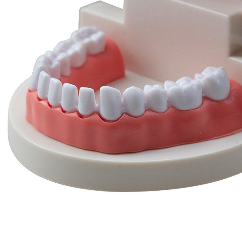 Modelo dental Herramientas de ejercicios de belleza dental Ejercicios de dientes Molde de dientes de resina Modelo dental con modelo de costura dental image 4