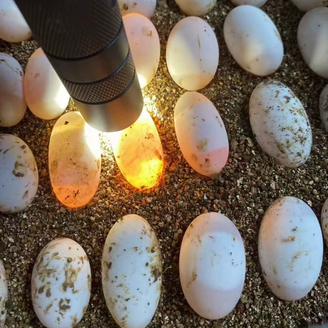 Яйцо травяной черепахи Яйцо оплодотворение может вылупить яйца крокодиловой черепахи Яйцо черепахи бразильское яйцо черепахи Яйцо огненной черепахи