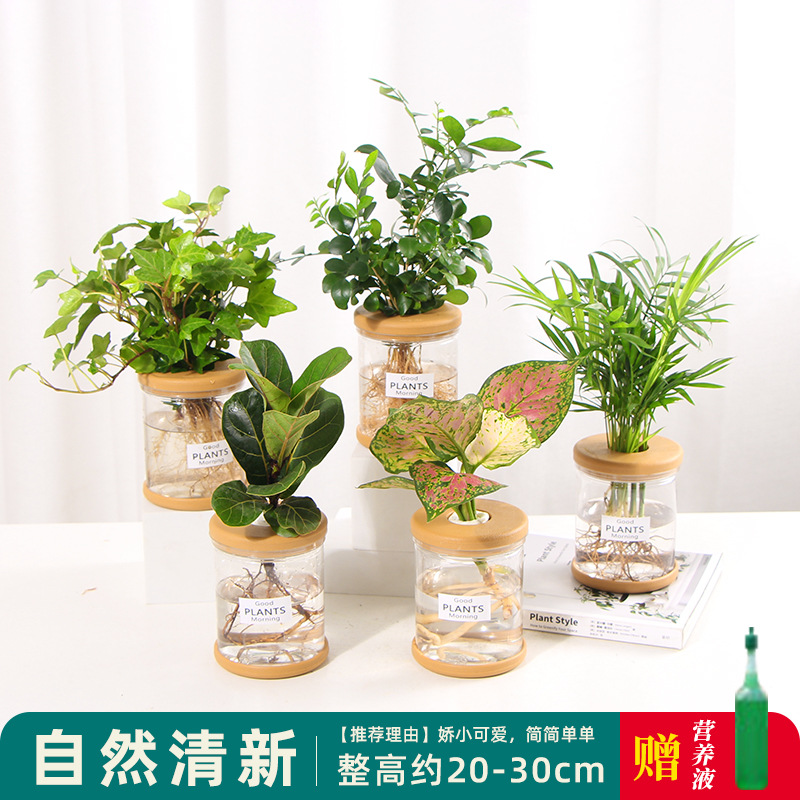 Plantas hidropónicas en maceta de flores de oficina de flores pequeñas plantas verdes en todas las estaciones, fácil de cultivar plantas en maceta de agua suculenta.