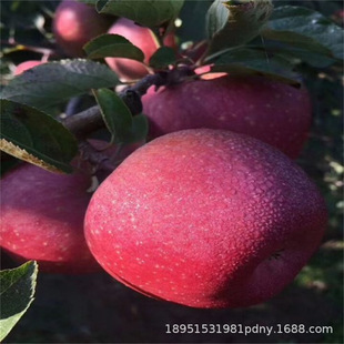 �޽��ŝ���O�������������S�O�����������Ա��Ϸ��Nֲ����Y��