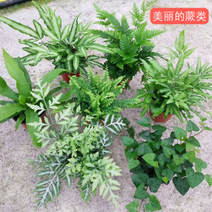 ����ֲ�ﻨ�ܾGֲ���س�؛�F��ާ�Pβާ��˹�D���҃��������ֲ��