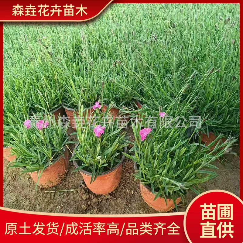 Оптовая продажа рассады цветов диантуса, двухцветных, в горшках, ландшафтные, многолетние, в чашечках.