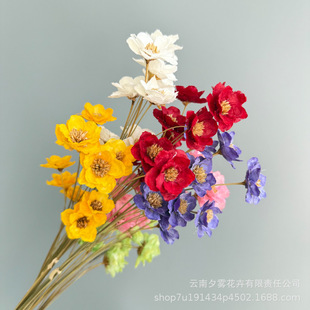 �y⏻��ֹ��ɻ��������L⏻���K��С÷��������zƴ�ӻ���ƿ�廨