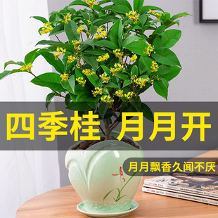 𻨘ԭļֲ҃ͥԺ̨辰ԝͻ