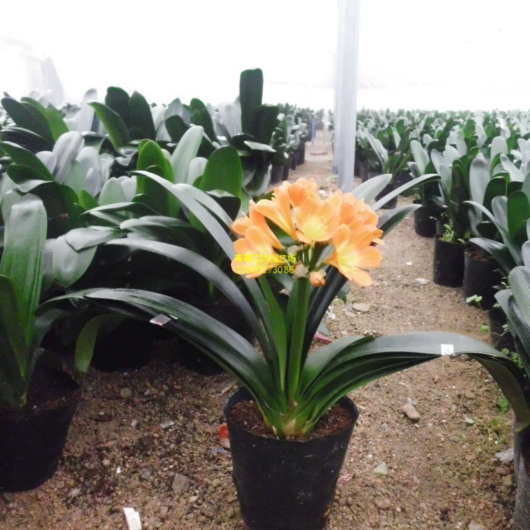 Фуцзянь цветы Юнфу цветы Комнатные цветы листва растения с цветами джентльмены вечнозеленые оптом