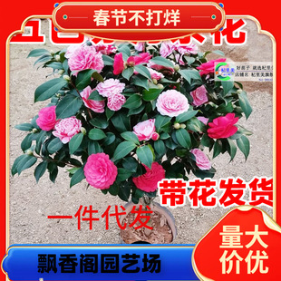 һ�����l����ɽ�軨���Ԏ���������ֲ���҃Ⱥ��B���N�ļ��_������