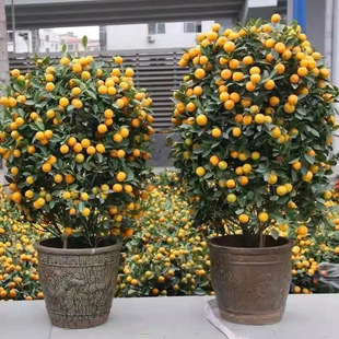 ��ۘ����Ԏ�����ۿ�ʳ�����ӹ����҃ȿ͏d���;Gֲ�ļ����B�辰