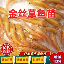 金草鱼苗淡水养殖食用冷水金丝皖红黄金丝草鱼俄罗斯金草鱼苗
