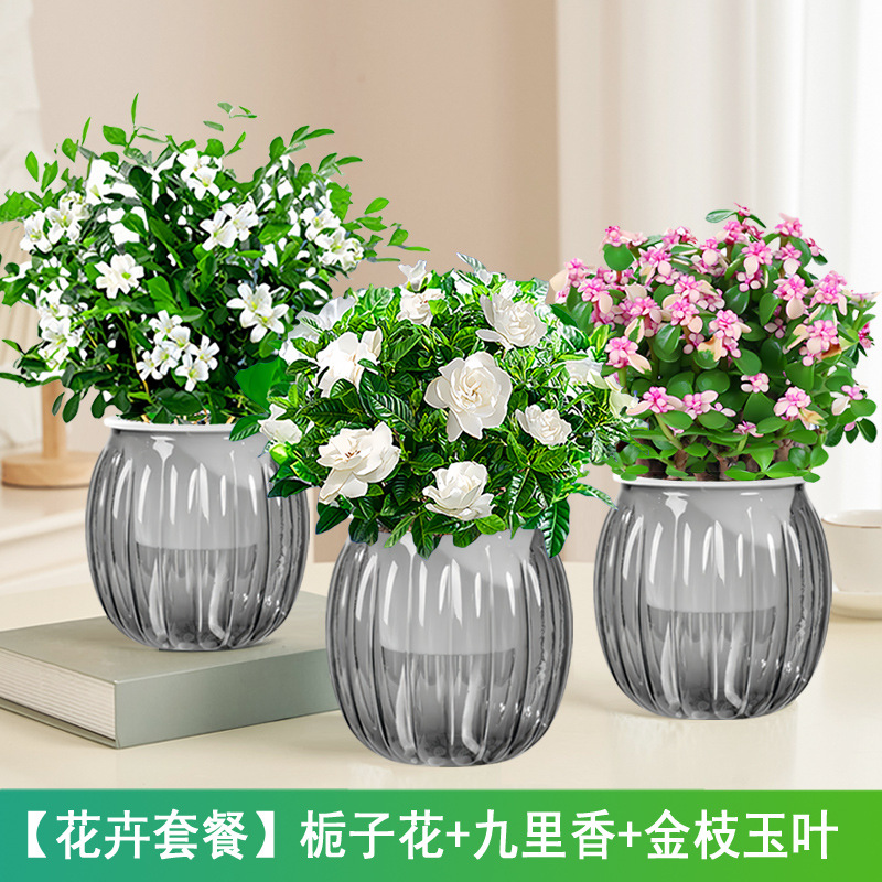 [꽃패키지] 치자나무 + 구리향 + 금가지와 옥잎(회색 호박 화분) + 캠프