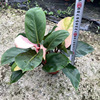 Base direct supply ｜ Pink Congo Pink Fruit Network Red and green potted flowers are rare and interesting