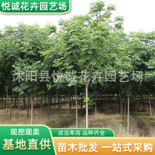 Wholesale Base For栾树 Saplings, Engineering Greening Seedlings, Street Trees, Courtyard Scenery, Beijing栾树, Huangshan栾树