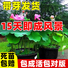 荷花种根苗大型观赏荷花苗盆栽水培池塘藕种碗莲睡莲花卉水生植物