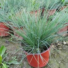 蓝羊茅杯苗 地被杯苗 成都园林绿化工程苗木植物 耐寒 公园观赏草