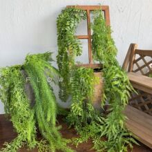 �Gֲ�ڒ첨˹��ާݵ�픠�����m���Gɫֲ���ٗl�����b�zާ