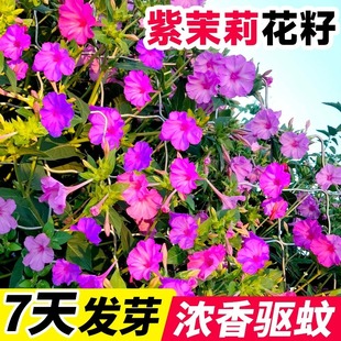 Jasmine Flower Seeds, Bean Flower Seeds, Champion Flower Seeds, Landmine Flower Seeds, Jasmine Seeds, Flower Seeds, Sowing and Blooming in All Seasons