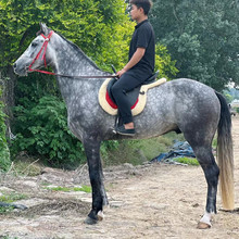 温血大马 驯好的骑乘马 活体马 真马 半血马四川哪里有养马场