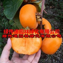 嫁接柿子苗日本無核特大脆甜柿子樹苗地栽果樹南北方種植當年結果
