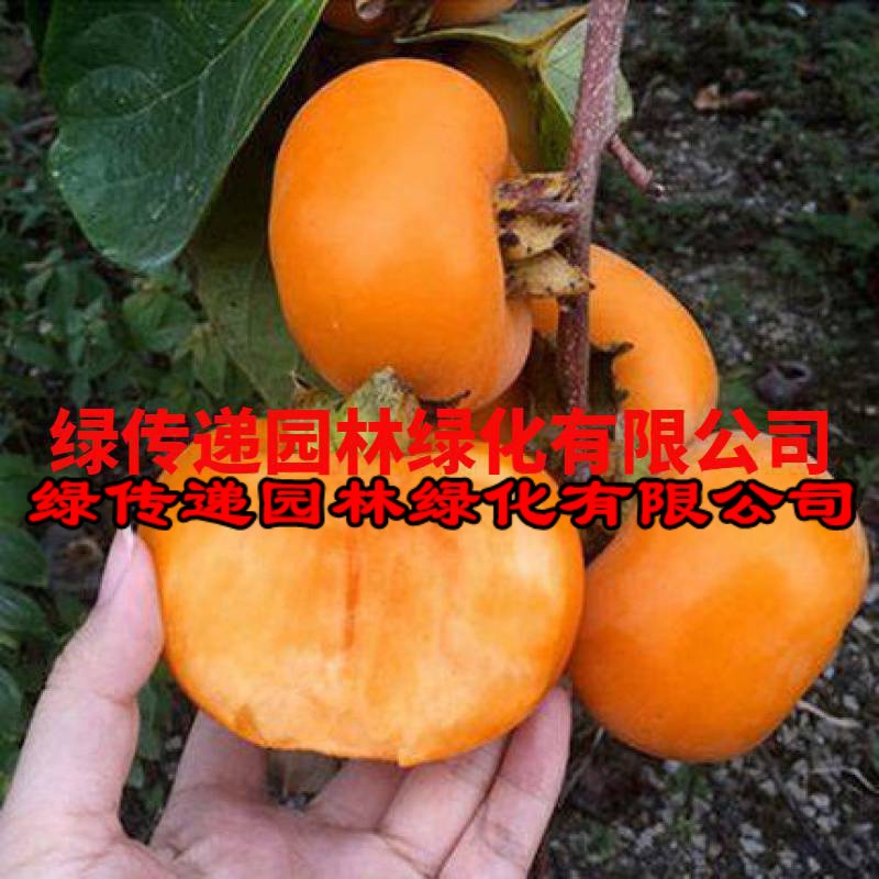 嫁接柿子苗日本无核特大脆甜柿子树苗地栽果树南北方种植当年结果