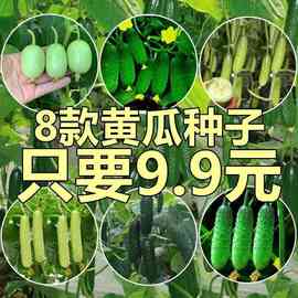 水果黄瓜四季播种种子高产小黄瓜不搭架籽甜瓜种盆栽菜籽蔬菜种子