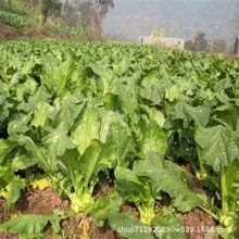 ����ե�˷N�����r�N����Ʒ�͟��͸ߜؿɕ���^�˷N���߲˷N�Ӵ�